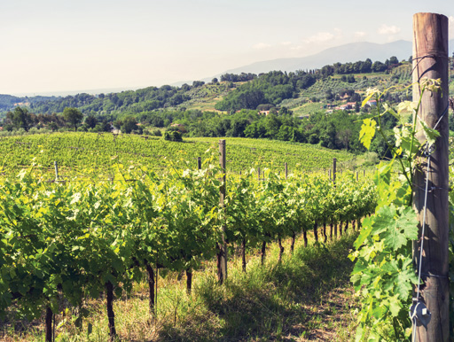 Verdant vineyards