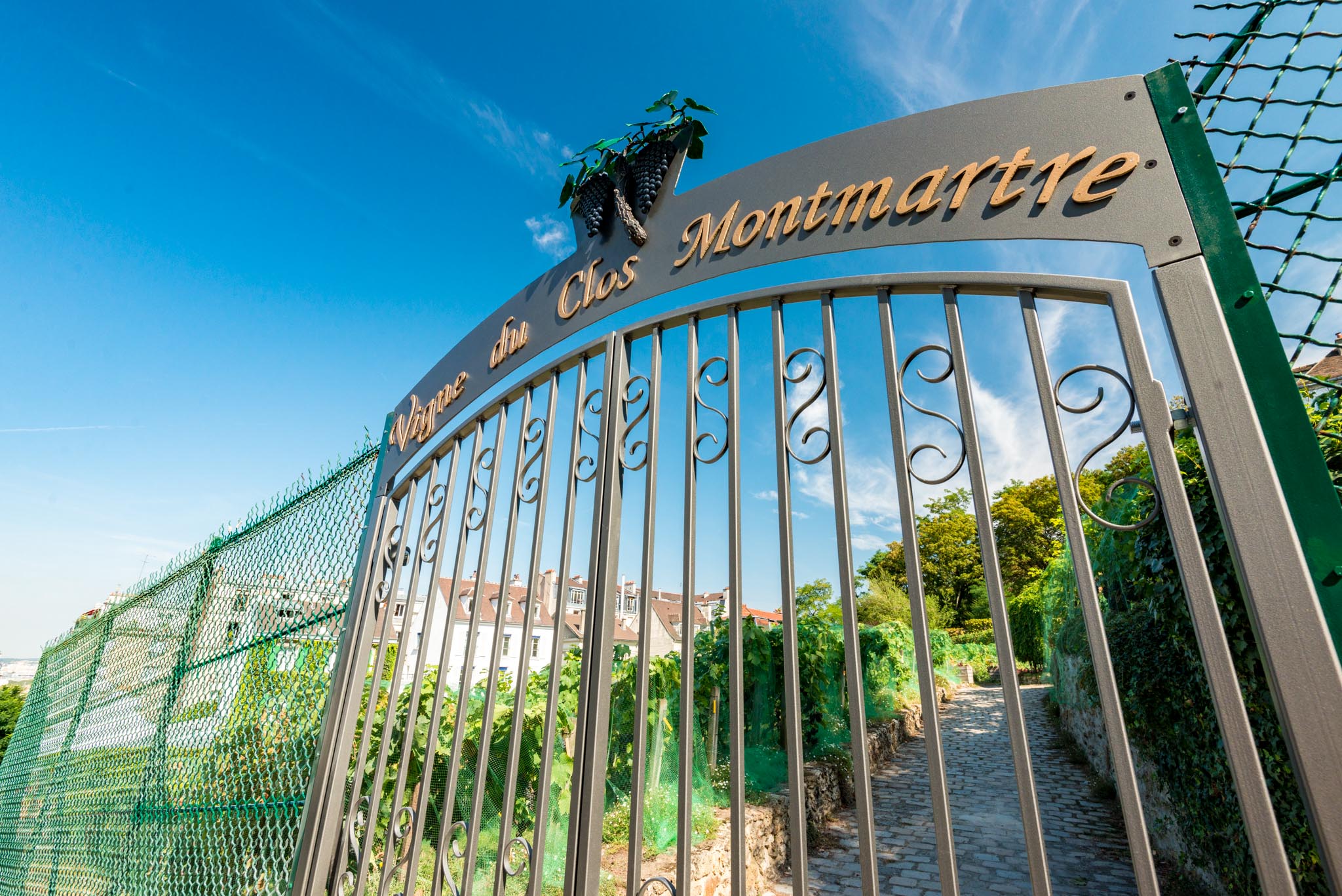 Vineyard in Montmartre