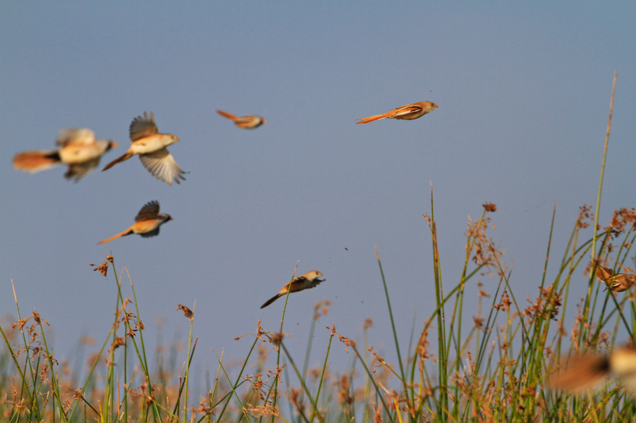 Birdwatching on the Salt Flats