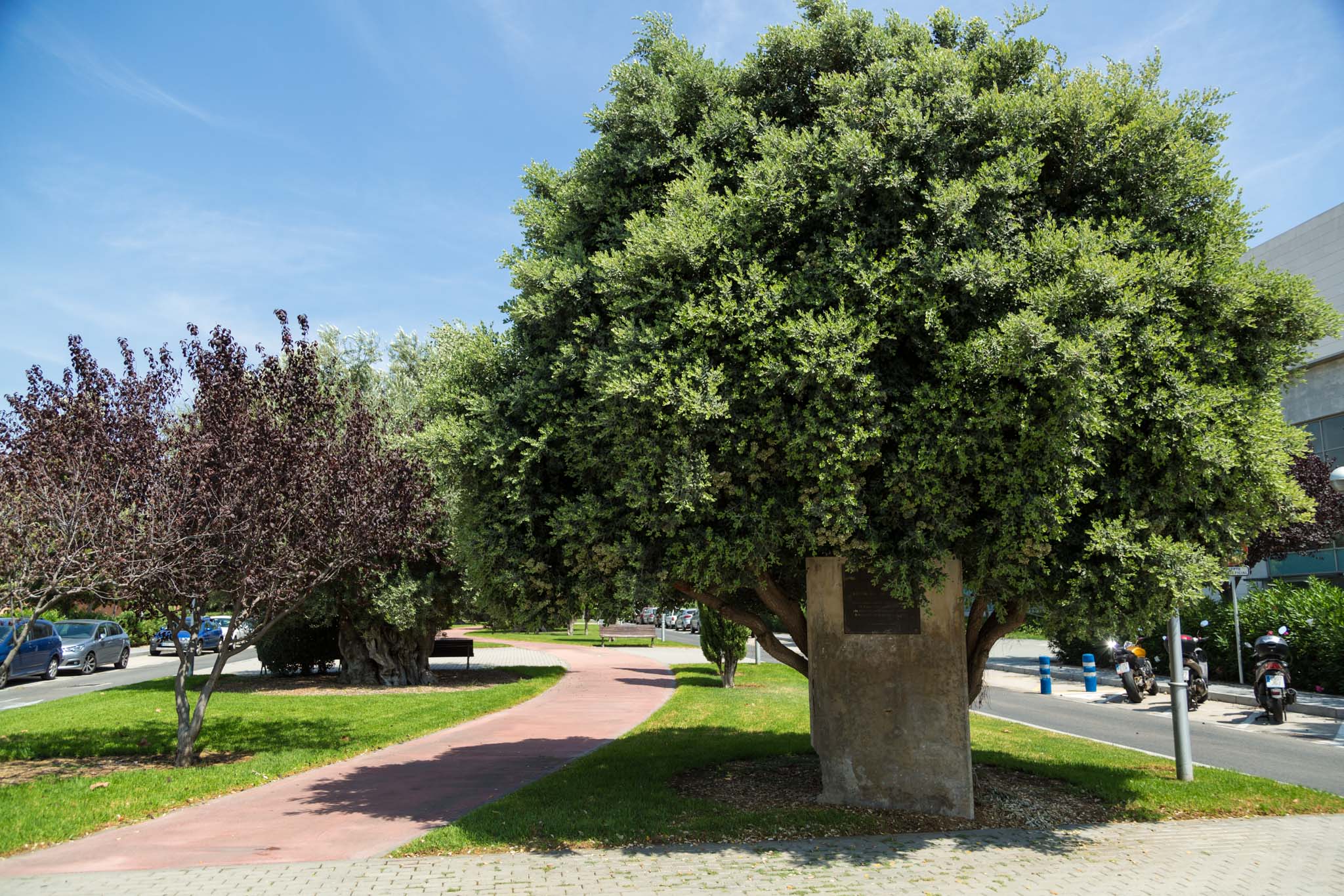Olive trees monumental