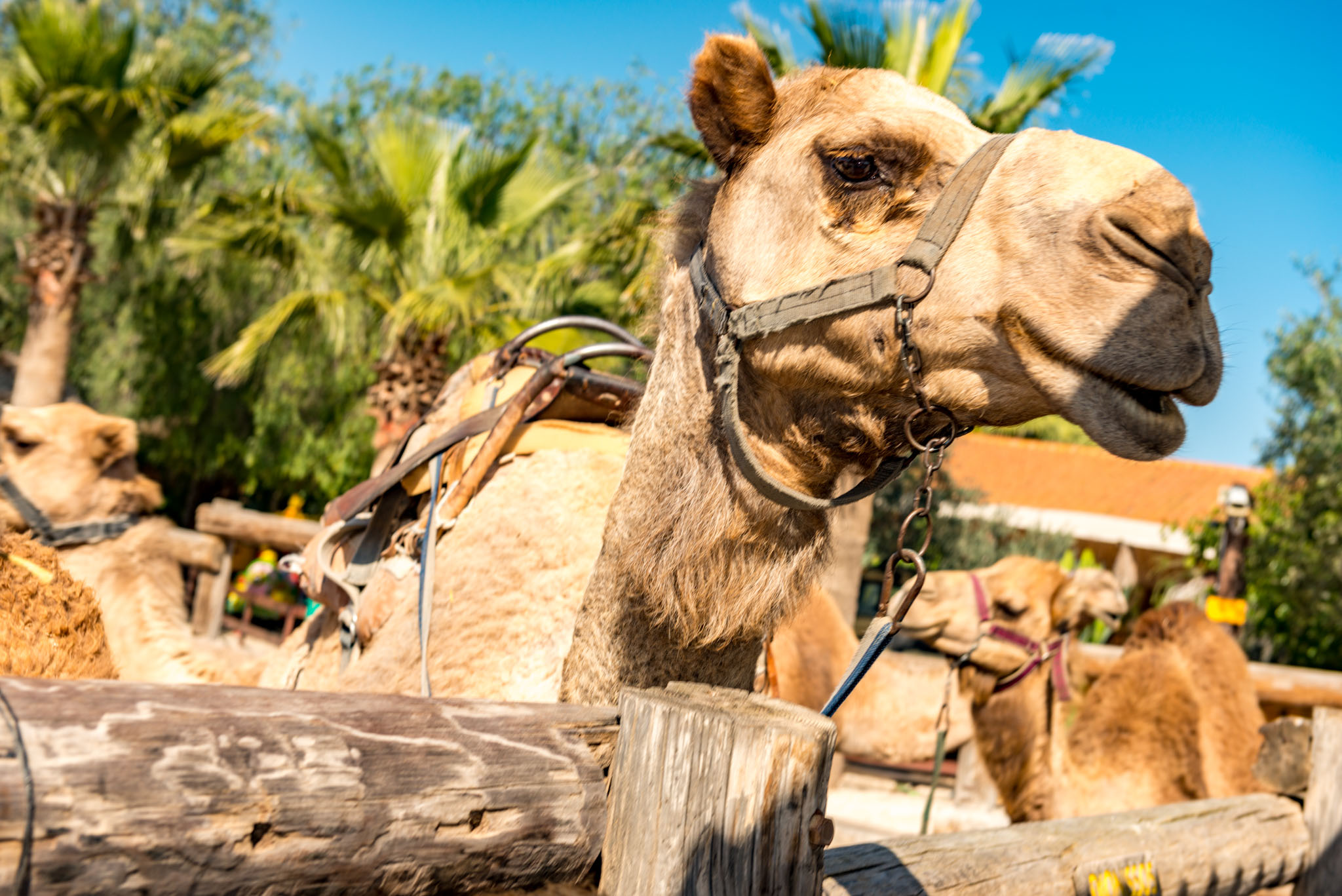 Camel Park