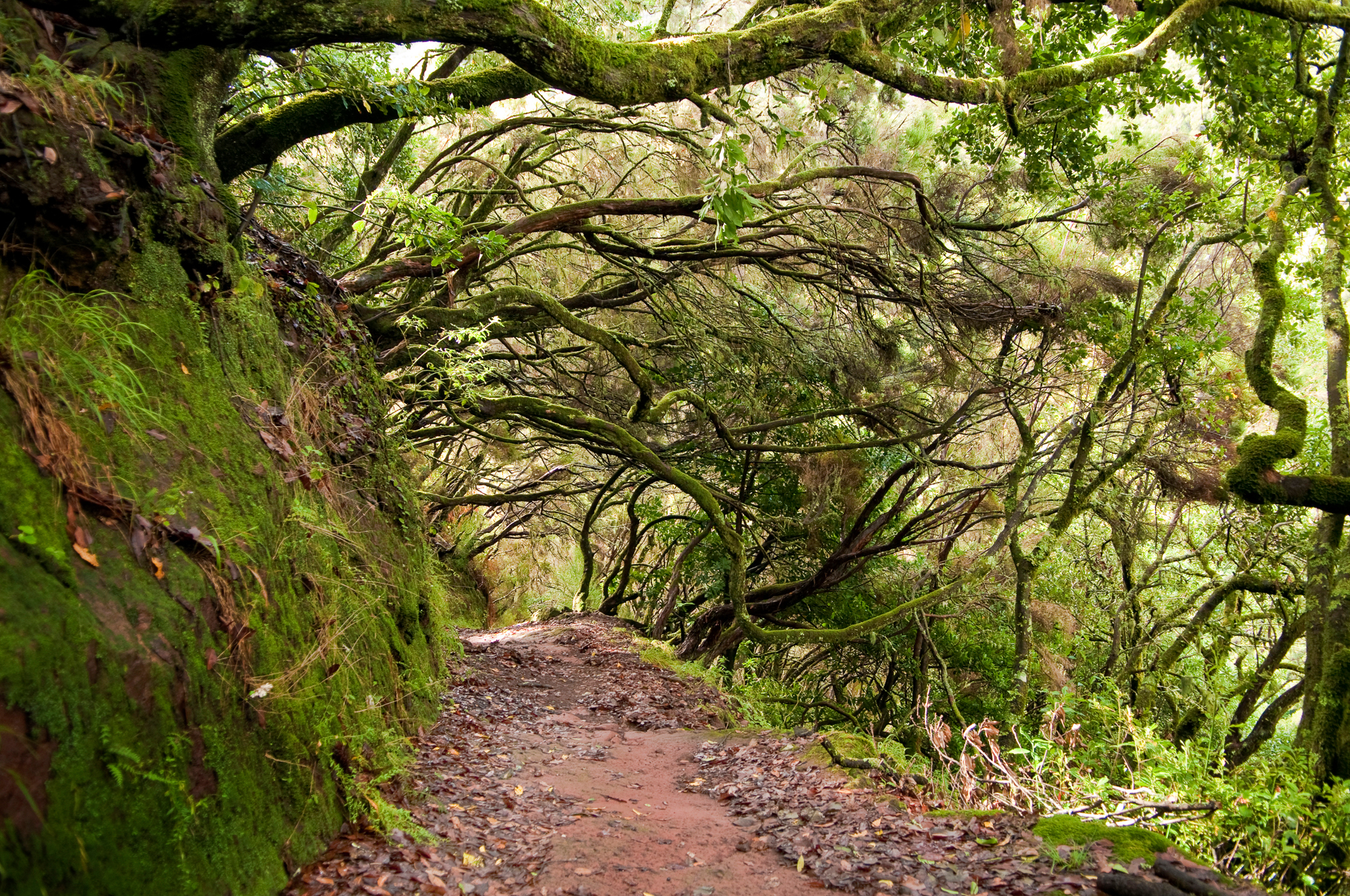 The Laurisilva of Madeira