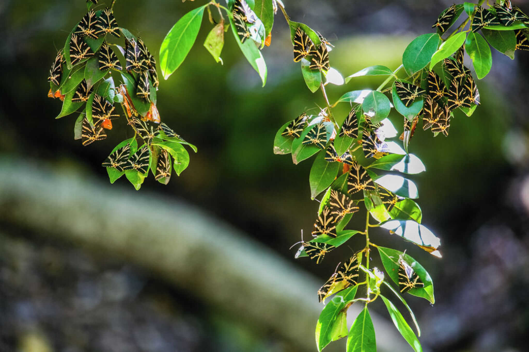Valley of the Butterflies