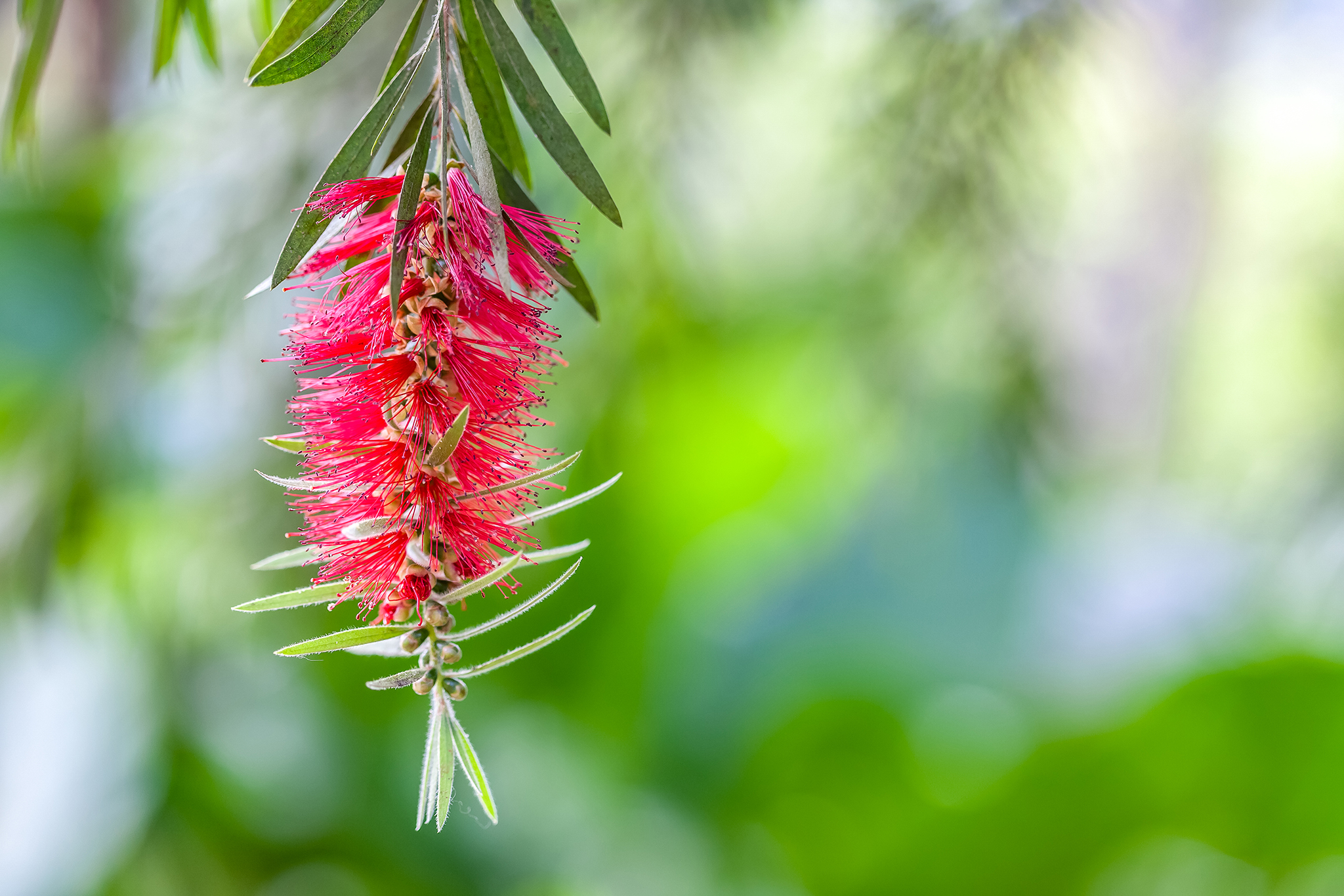 Parque Botánico El Majuelo 