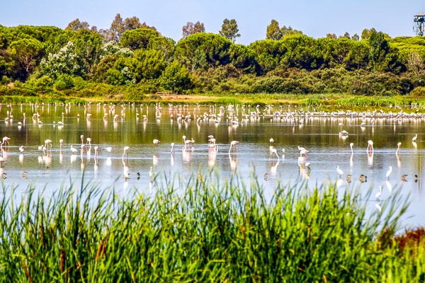 Donana National Park