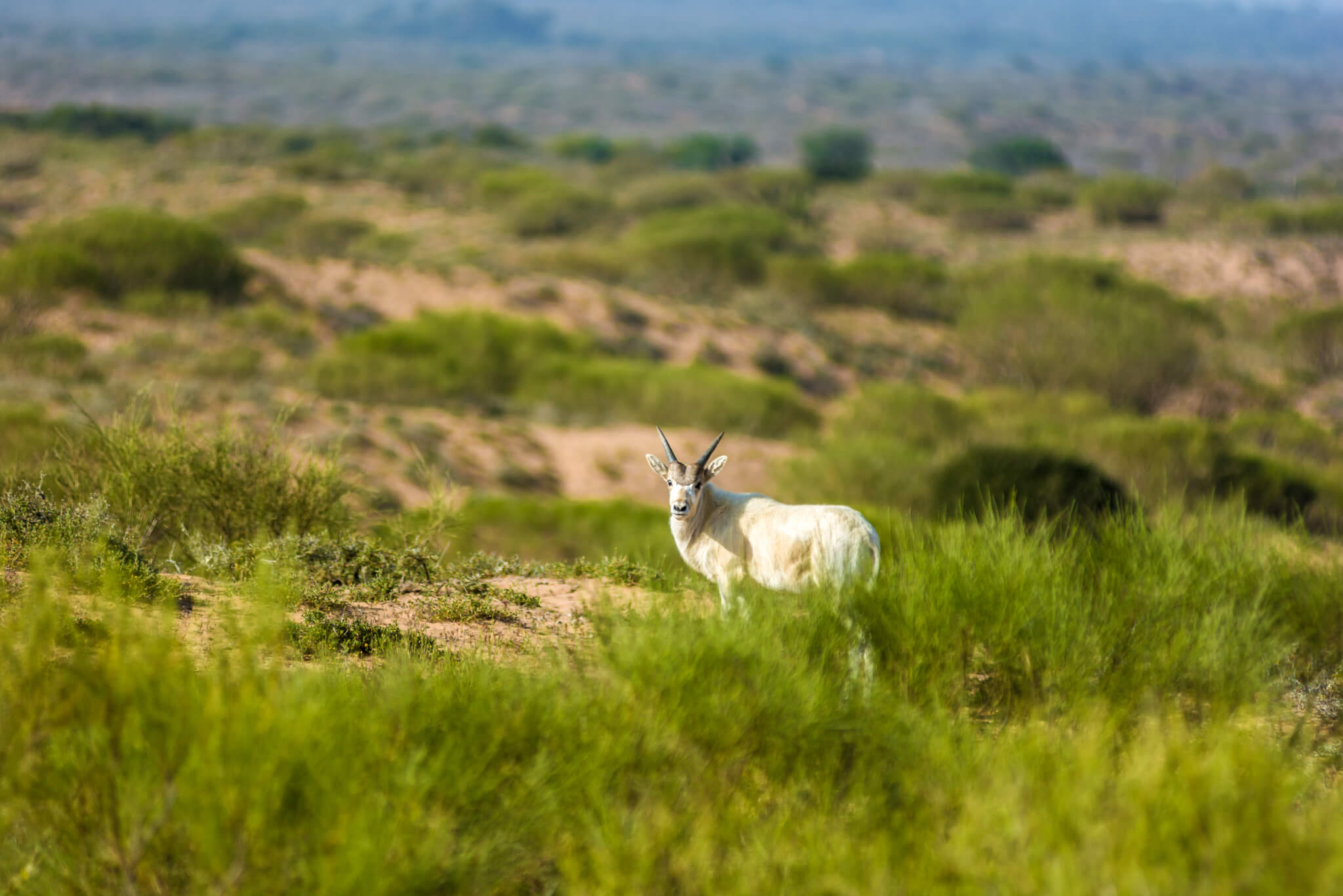 Souss-Massa National Park