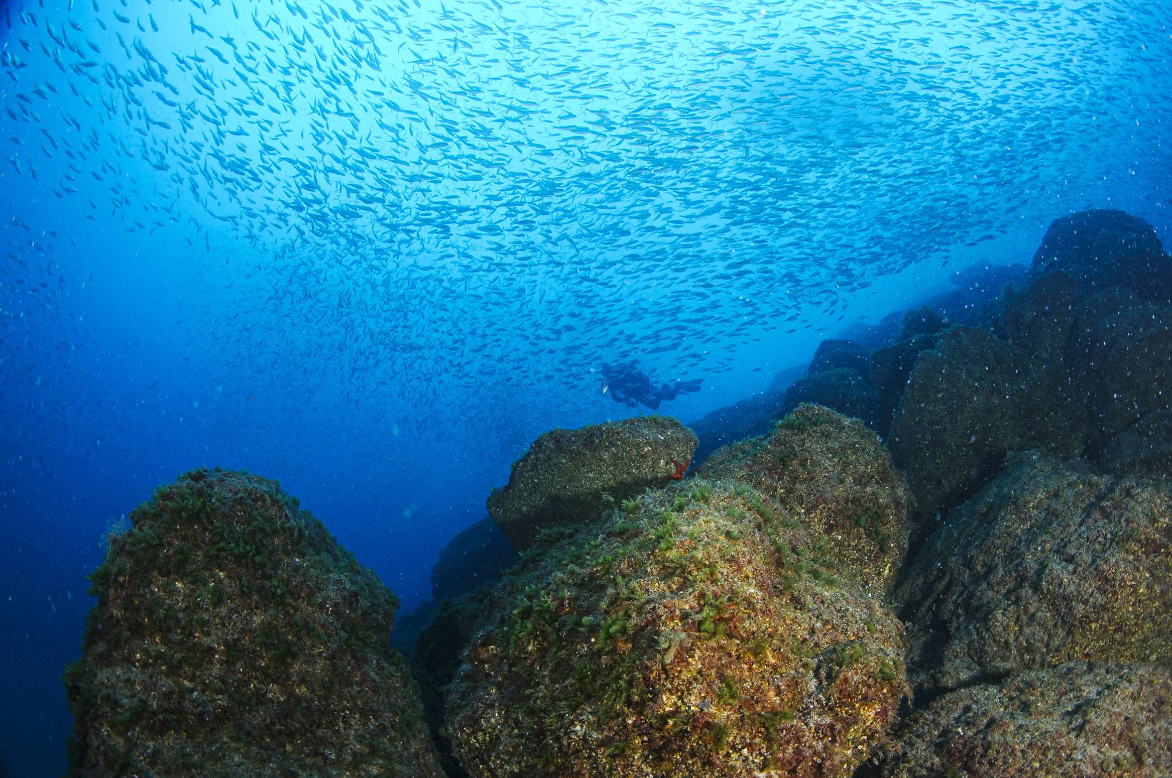 Snorkelling at Masía Blanca Marine Reserve 