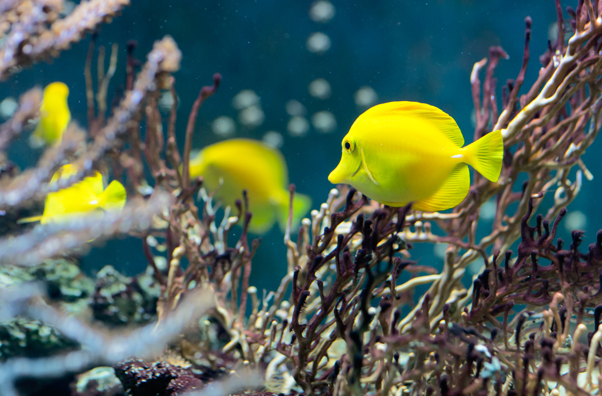 Aquarium Roquetas de Mar