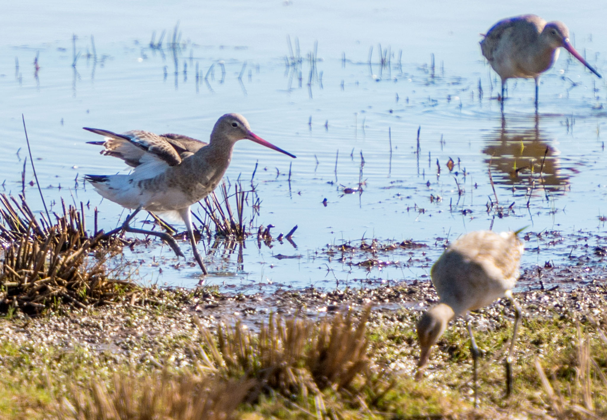 Paseo Maritimo nature walks