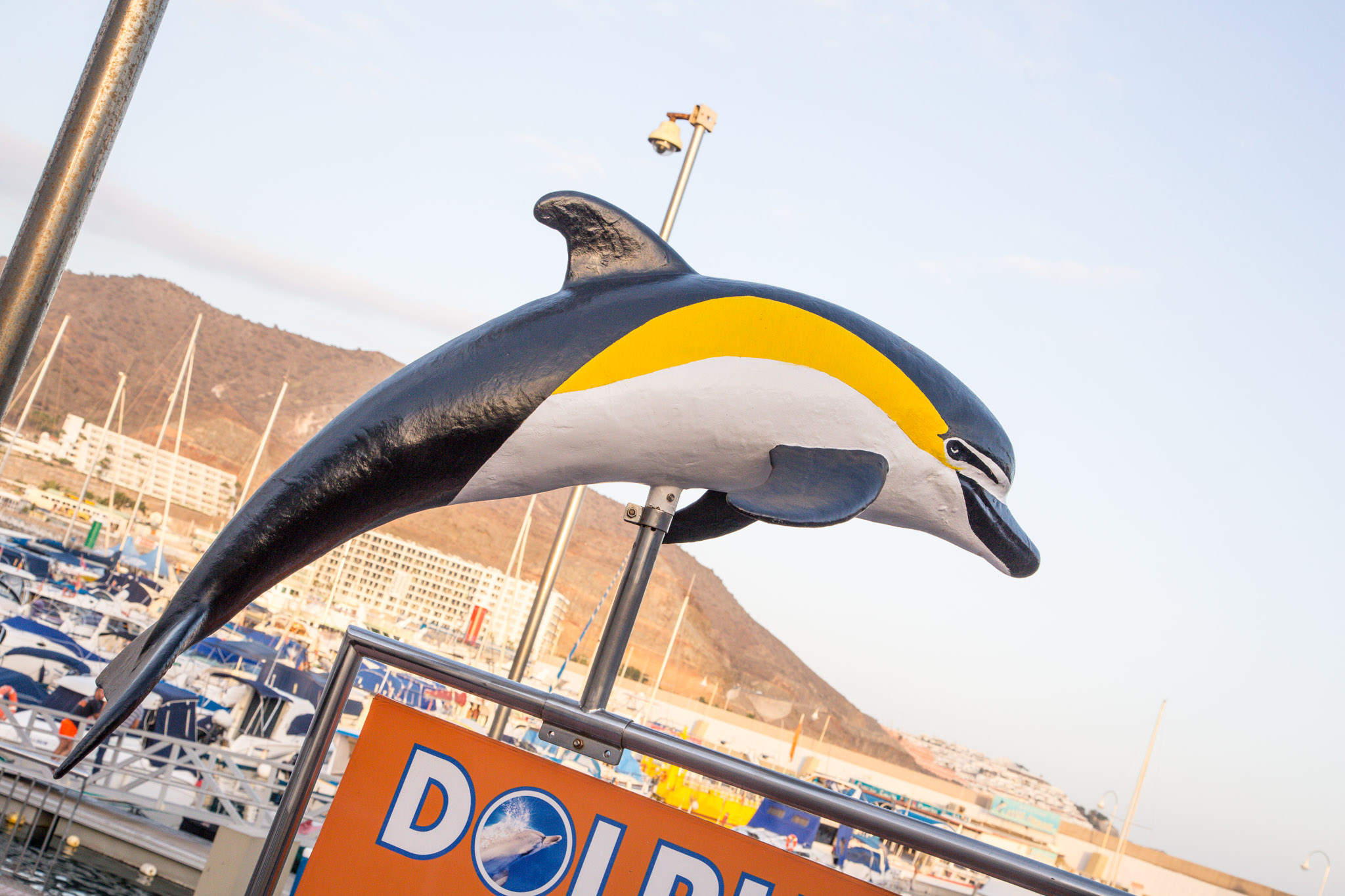 Dolphin and whale watching