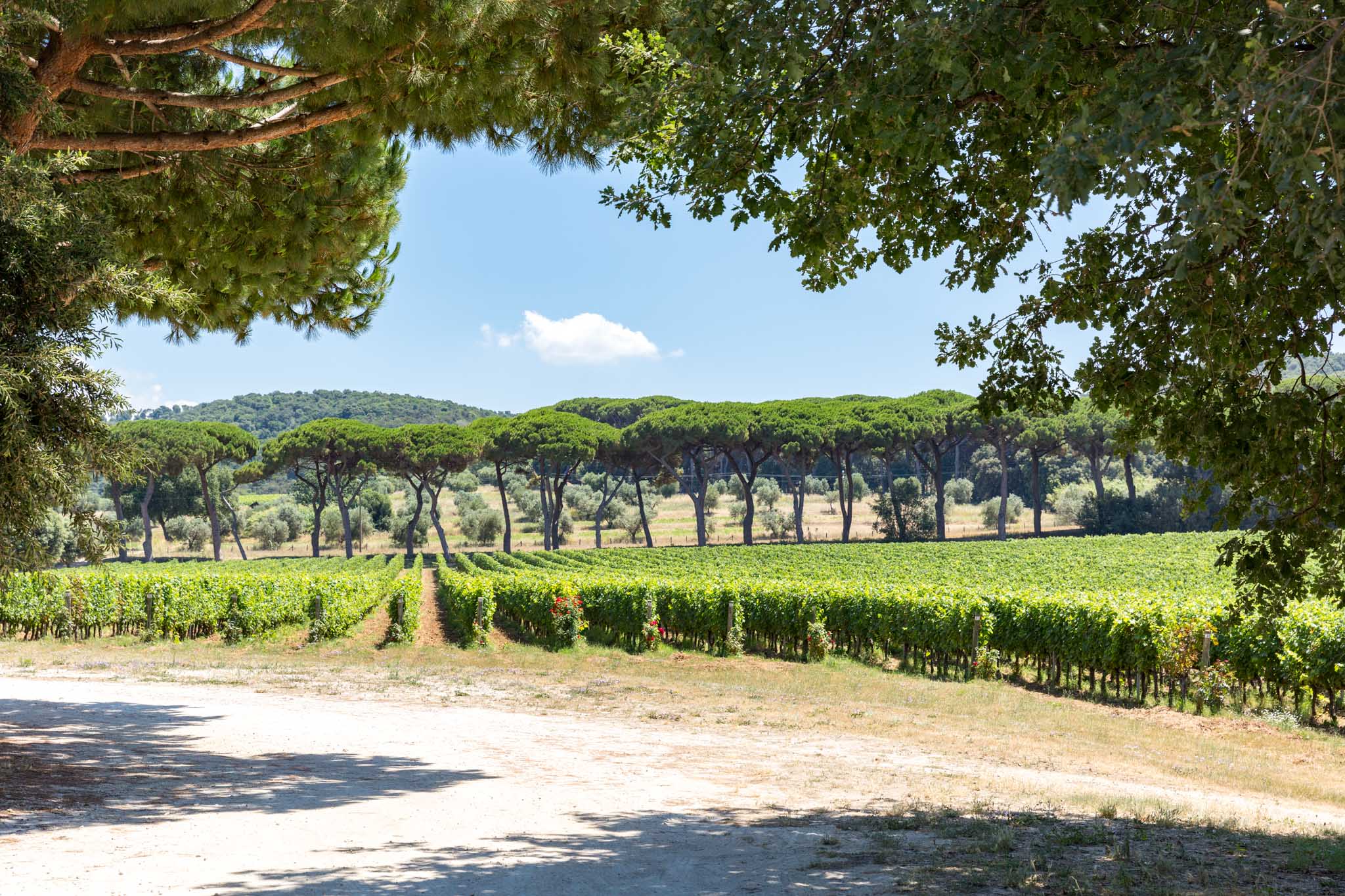 Tenuta Argentiera Winery